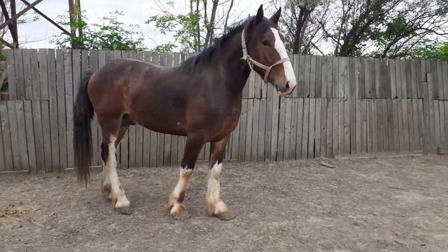 продаётся жеребец двухлетка порода шайр смотреть онлайн