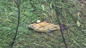 РЫБАЛКА НА ВЕРШУ ЛИНЬ?#линь