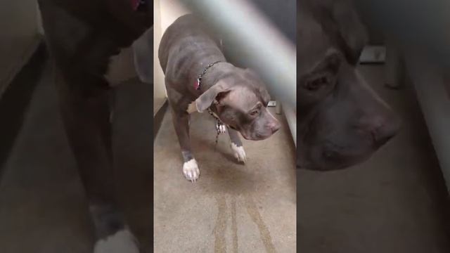 Видео,которое разобьёт вам сердце.Собака поняла, что её бросила любимая семья смотреть онлайн