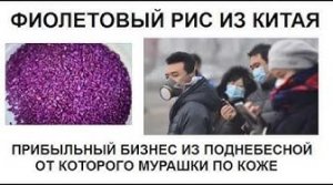 Фиолетовый рис из Китая Бизнес от которго мурашки бегут по коже