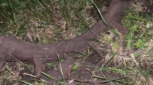 ВСЁ ИЗ-ЗА МЕТАЛЛОКОПА !!! НОЧНОЙ ПОИСК В ЛЕСУ И НЕ ТОЛЬКО !!!