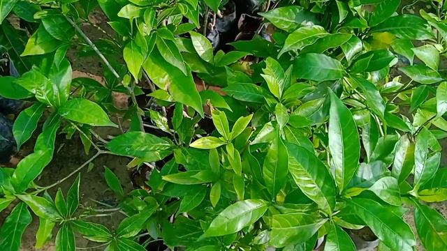 March April me lagaye 32 flowering plants  Hardy flowers plants