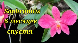 Sophronitis 6 месяцев спустя.