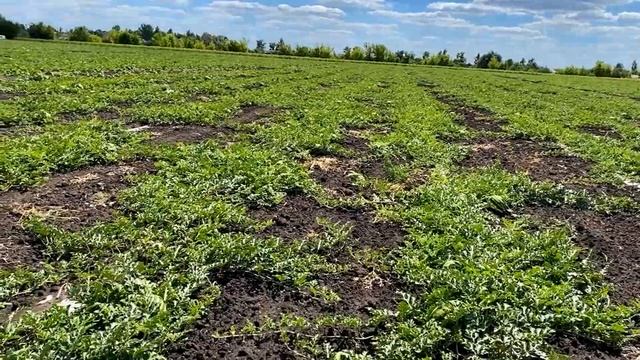 Пока грузятся фуры показываю вам свой арбуз Продюсер посажен семечкой на капле. смотреть онлайн