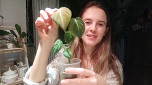 Распаковка филодендрона меланохризума вариегатного