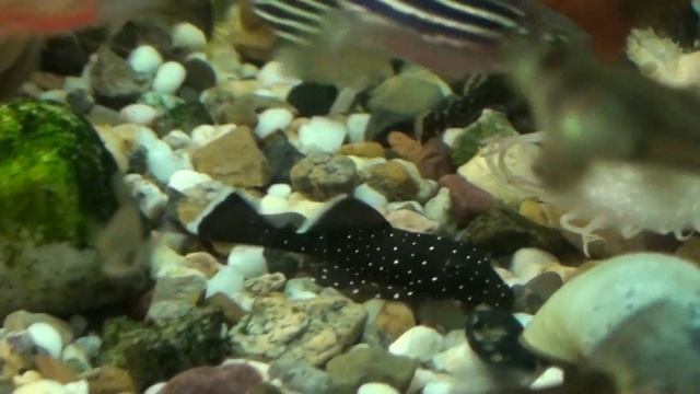 Виды анциструсов в наших аквариумах смотреть онлайн