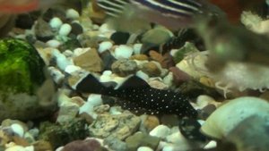 Виды анциструсов в наших аквариумах