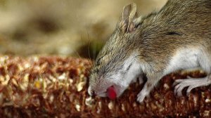 Мышь домовая пьет воду - House mouse drinking water.