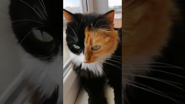 Двуликая кошка Хонда?. Милота! Honda's two-faced cat