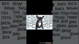 Имя для девочек собачек