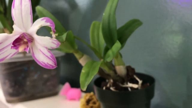 Den Enobi purple "Splash" rescue spotlight смотреть онлайн