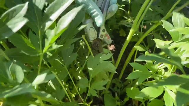 ОБРЕЗАЙТЕ ПИОНЫ ПОСЛЕ ЦВЕТЕНИЯ ПРАВИЛЬНО/ ПОМОГАЕМ РАСТЕНИЯМ ПЕРЕЖИТЬ ЖАРУ смотреть онлайн