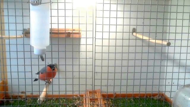 Снегирь, зеленушка, пение коноплянки фон смотреть онлайн