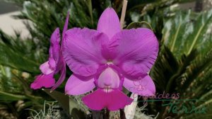 Cattleya walkeriana tipo "Capricórnio" TE