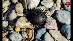 Как образуются окаменелости