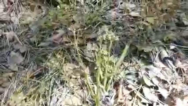 Весенний ветер 2015 смотреть онлайн