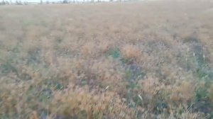 Крым 2019, уборка кориандра (кинзы) прямого посева (No-till) комбайном Енисей-1200