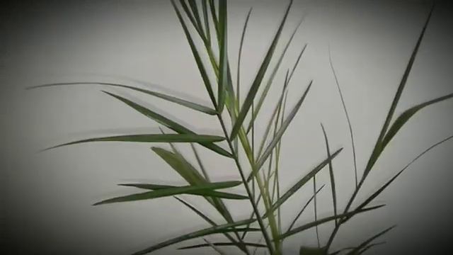 Финик пальмасы данен екен бір жыл алты аи болды. финик пальма-құрма. смотреть онлайн