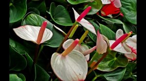 Что любит антуриум("мужское счастье") и как за ним ухаживать? Мои комнатные цветы. Часть 3.