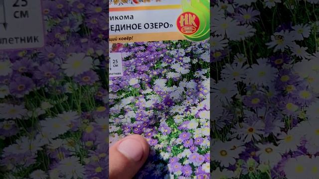 Брахикома - Лебединое озеро.???