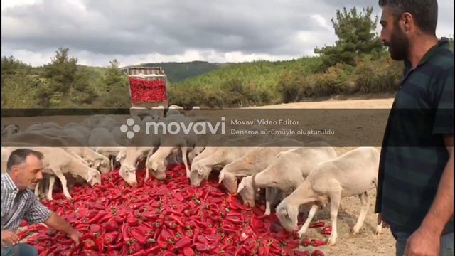 THIS IS GÜNDOĞDU VILLAGE, CANAKKALE PROVINCE, YENİCE DISTRICT. FOLLOW. SHARE. LIKE.COMMENT. смотреть онлайн