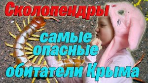 Крымская сколопендра - самый опасный хищник полуострова!