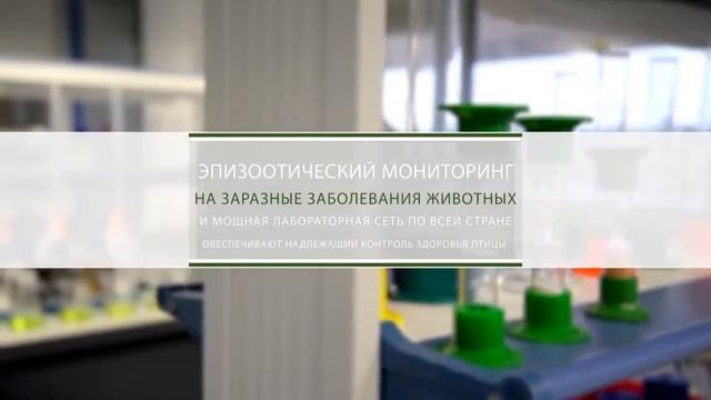 Экспортный потенциал продукции мясного скотоводства в России