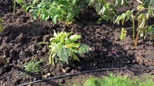 Как подготовить почву для посадки гортензий? Встреча в лесу с диким зверем.