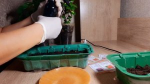 ПОСЕВ СЕМЯН ПЕЛАРГОНИИ В НОЯБРЕ НА РАССАДУ ДЛЯ РАННЕГО ЦВЕТЕНИЯ..ЛЕГКО И ПРОСТО