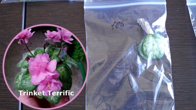 Заказала фиалки почтой.? Распаковка посылки с цветами?