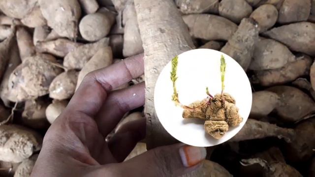 Dahlia  கழஙக   கடககம Special offers