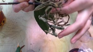 Орхидеи со сгнившими корнями и сгнившей точкой роста (2-е видео)
