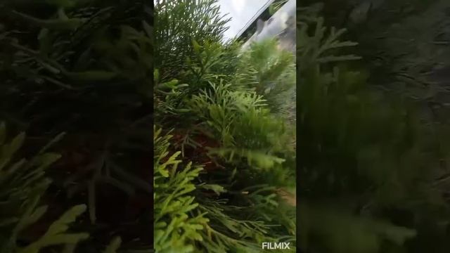 Почему внутри туи желтеет хвоя, что делать?