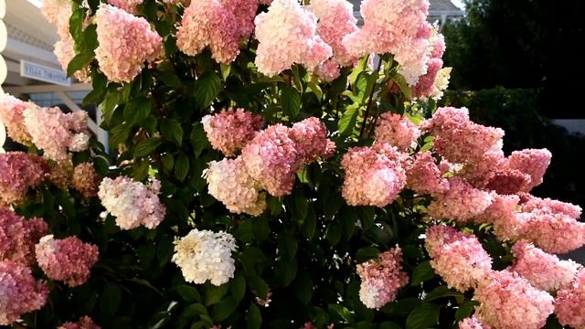 Классические гортензии метельчатые Ванила Фрайз, Фрайз Сандей смотреть онлайн