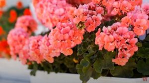 Герань тюльпановидная