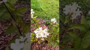 Метельчатая гортензия Стар Роуз в середине сентября