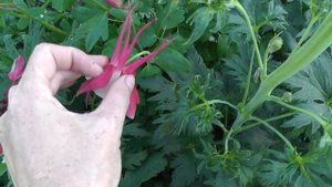 Аквилегия (водосбор) цветок. Выращивание из семян. ЧУДЕСА НА КЛУМБЕ!