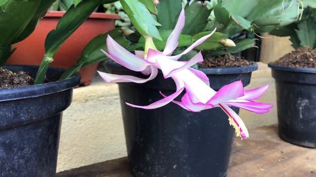 Flor de maio mesclada смотреть онлайн