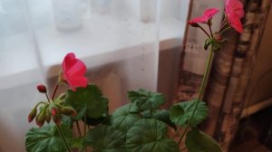 Особенности выращивания королевской пеларгонии