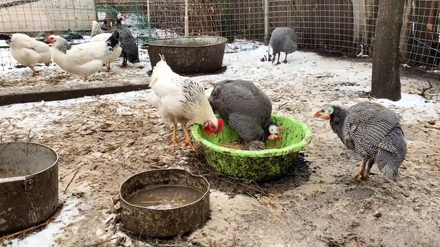 #117 Купили новых цесарок. Работа встала из-за погоды. Переезд в деревню. смотреть онлайн