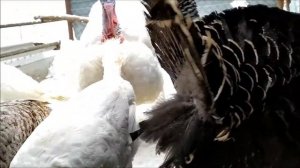 Как зимуют мои индюки