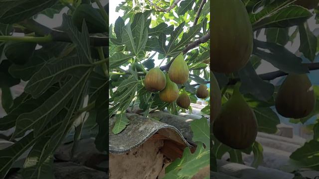 Инжир 2022,Архив. смотреть онлайн