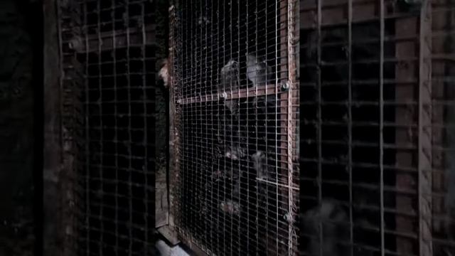 щенки нутрии,содержание нутрий смотреть онлайн