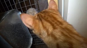 НОРКА В ДОМЕ 4. НОРКА ПЬЁТ И ПИЩИТ