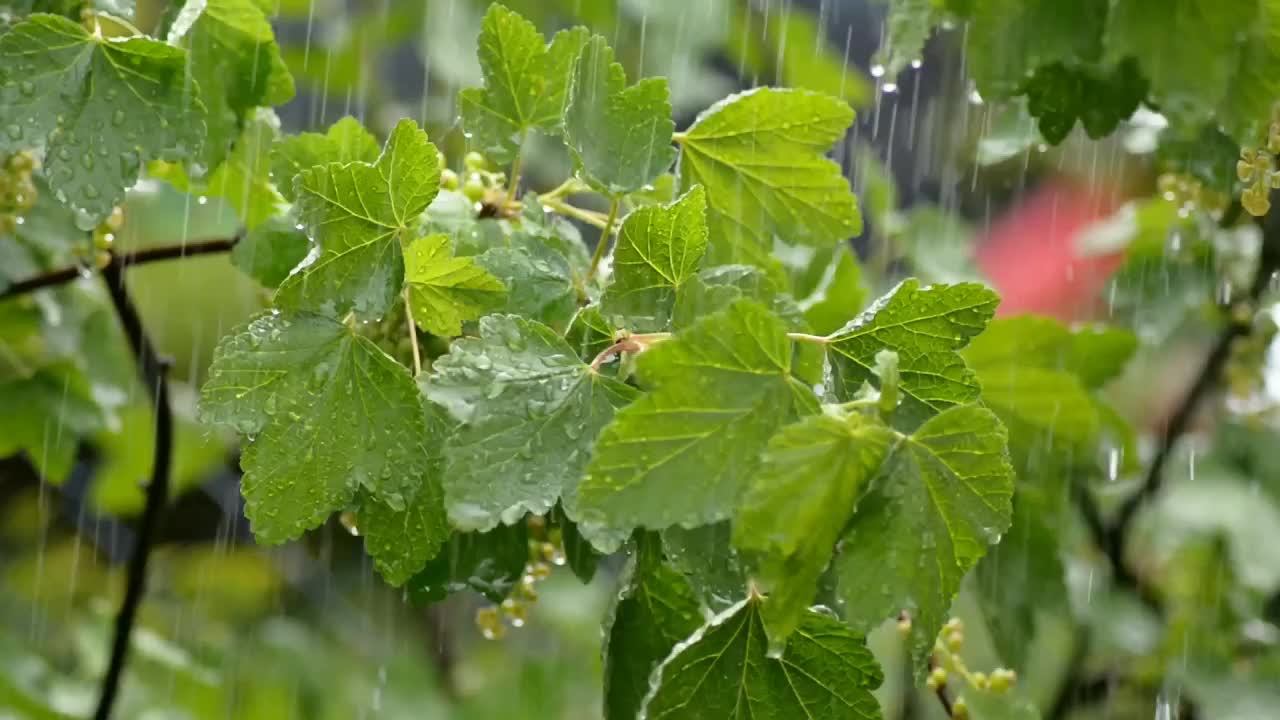 Пенья дождя. Дождь на смородине. Leaves nature Rain.