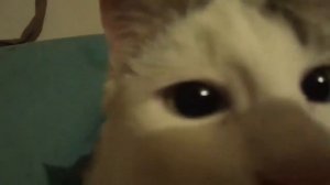 Греющий теплый коврик для котят