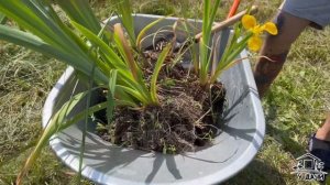 Водные растения для дачного пруда |Ирис болотный | Новые не обычные цветы? для дачи!!