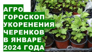 Агрогороскоп укоренения черенков в январе 2024 г. Agrohoroscope for rooting cuttings in January 2024