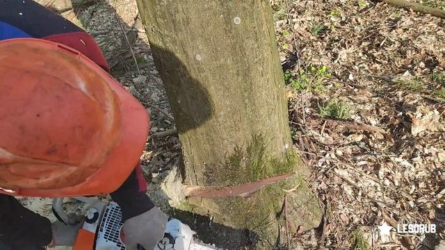 Валка кошлатого граба с повисшей хвоей Stihl MS 361 #Stihl #Lesorub #Wood #les смотреть онлайн
