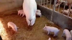 Проколол поросятам витамины, не забывайте глистогонить свиней!